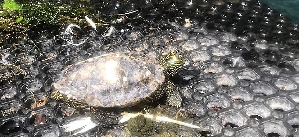 Dal Garda emerge l’ennesima specie invasiva, si tratta di una testuggine americana in vendita in molti negozi
